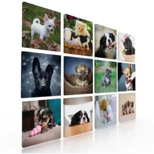 Set De 12 Cuadros Decorativos Para Veterinaria