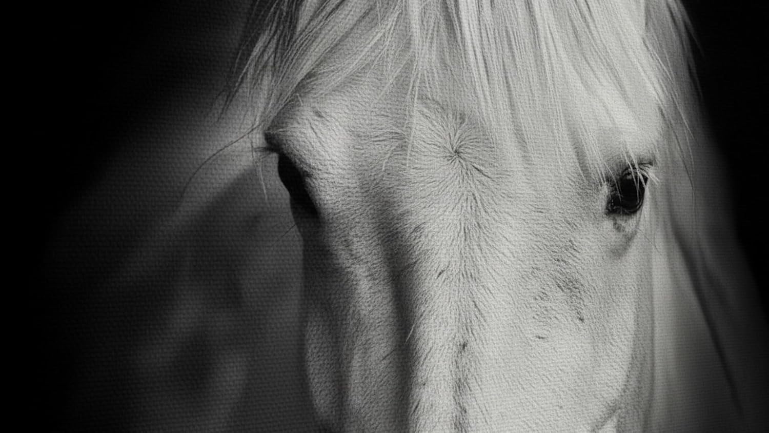 Cuadro Decorativo Moderno Para Sala Recamara o Comedor Caballo Blanco-Decoracion Sala-Canvas- Blanco y Negro Ideas Creativas In- 120 x 80 cm - Imagen 3